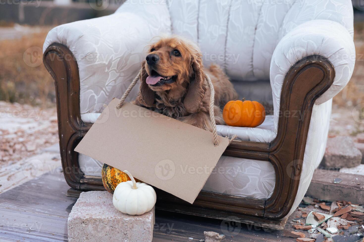 A playful dog sitting on a vintage couch holding a bag in an urban landscape photo