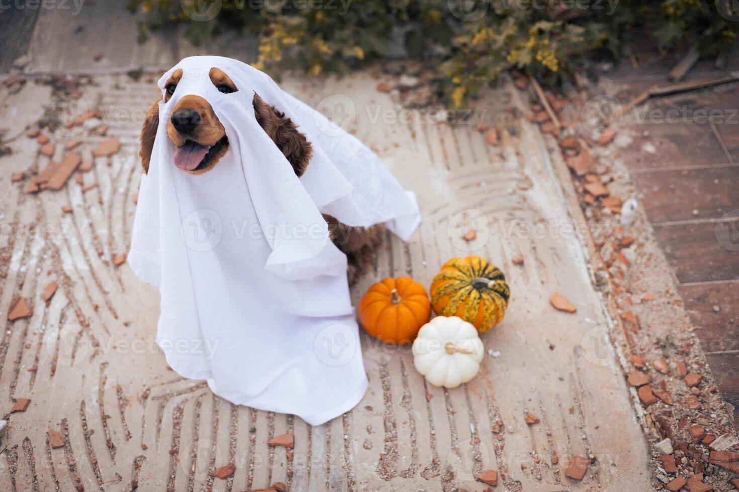 A dog dressed as a ghost with pumpkins during a cheerful autumn celebration photo