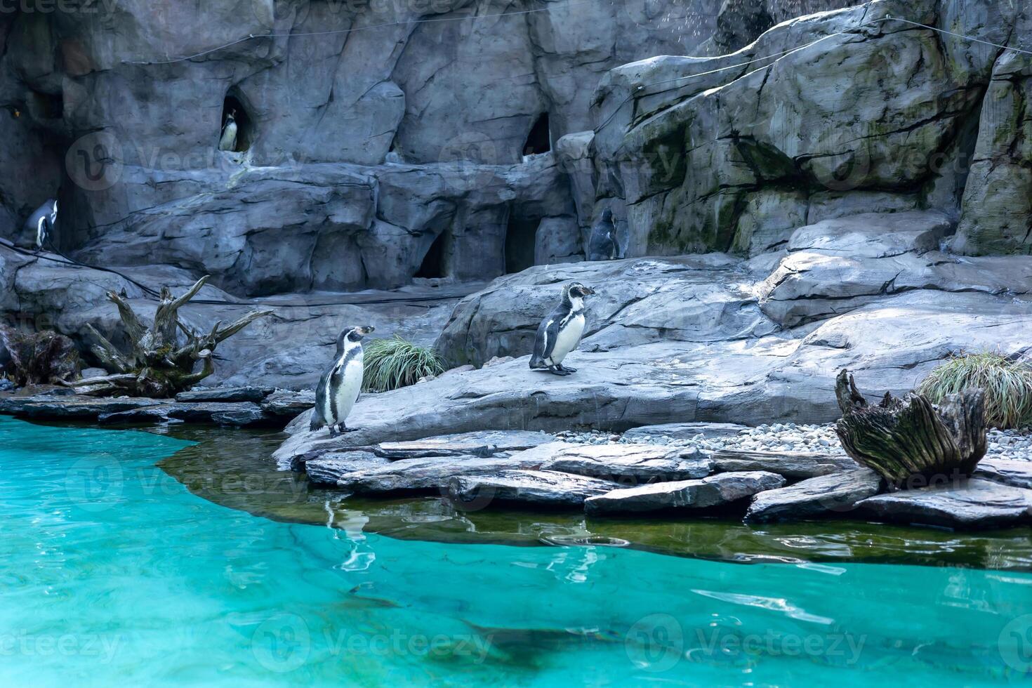 penguins swim in a large aquarium at the zoo. blue clean transparent water photo