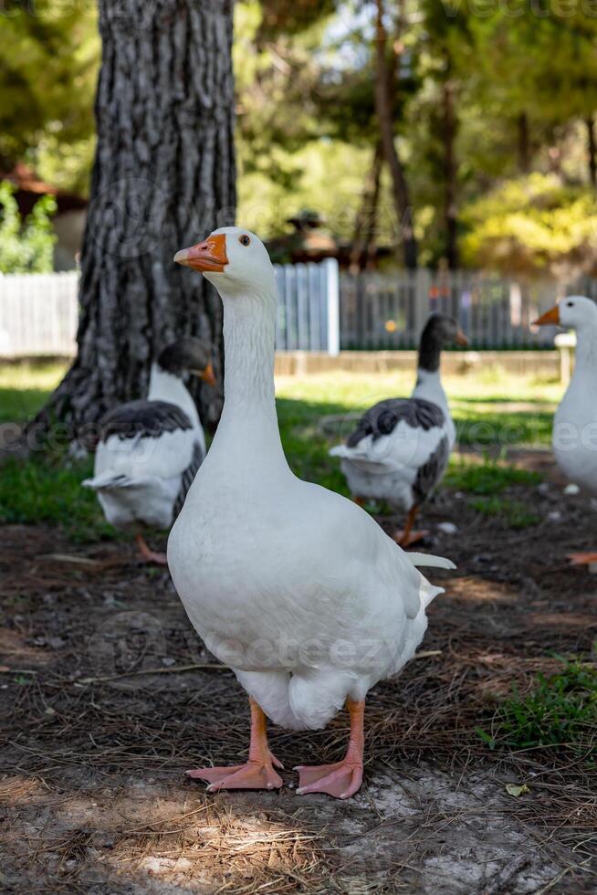 White geese graze on a green meadow in public park photo