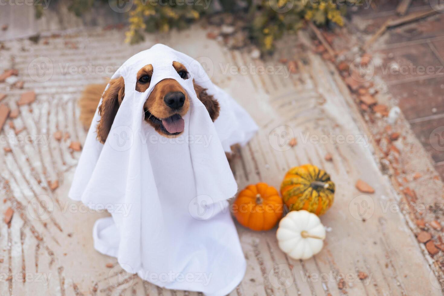 A dog dressed as a ghost with pumpkins during a cheerful autumn celebration photo