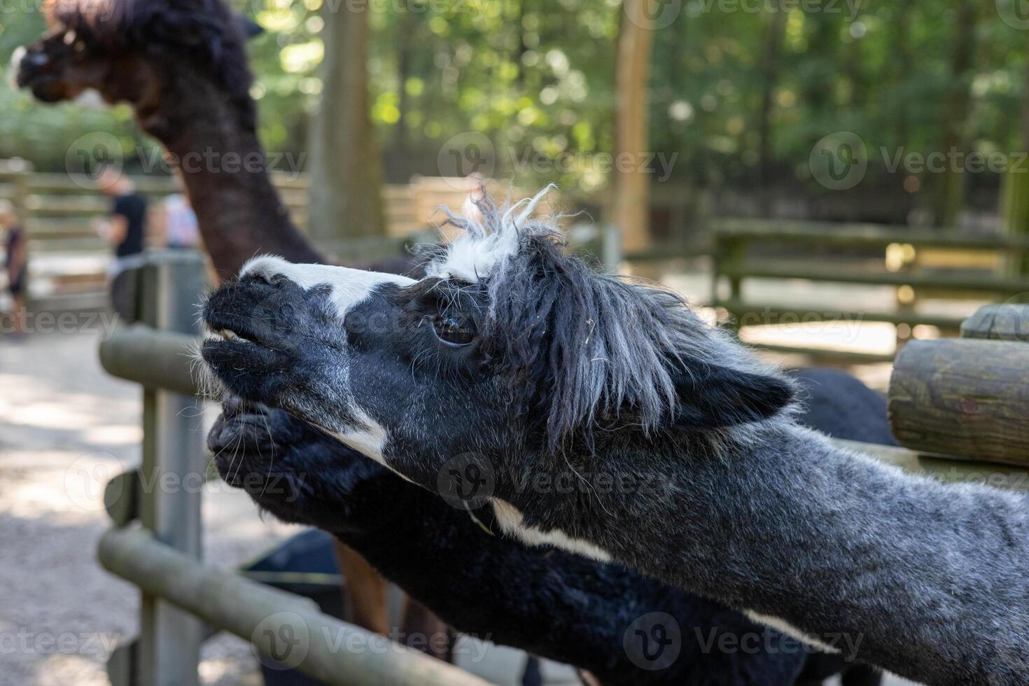 Two playful llamas interacting at a vibrant forested zoo in the afternoon sunlight photo