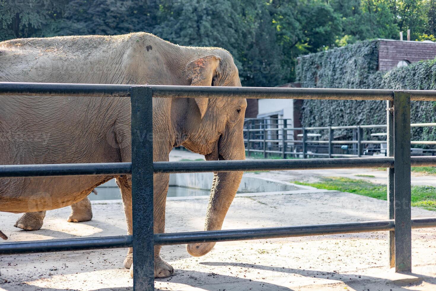 Elephant walking near its enclosure at a zoo on a sunny afternoon photo