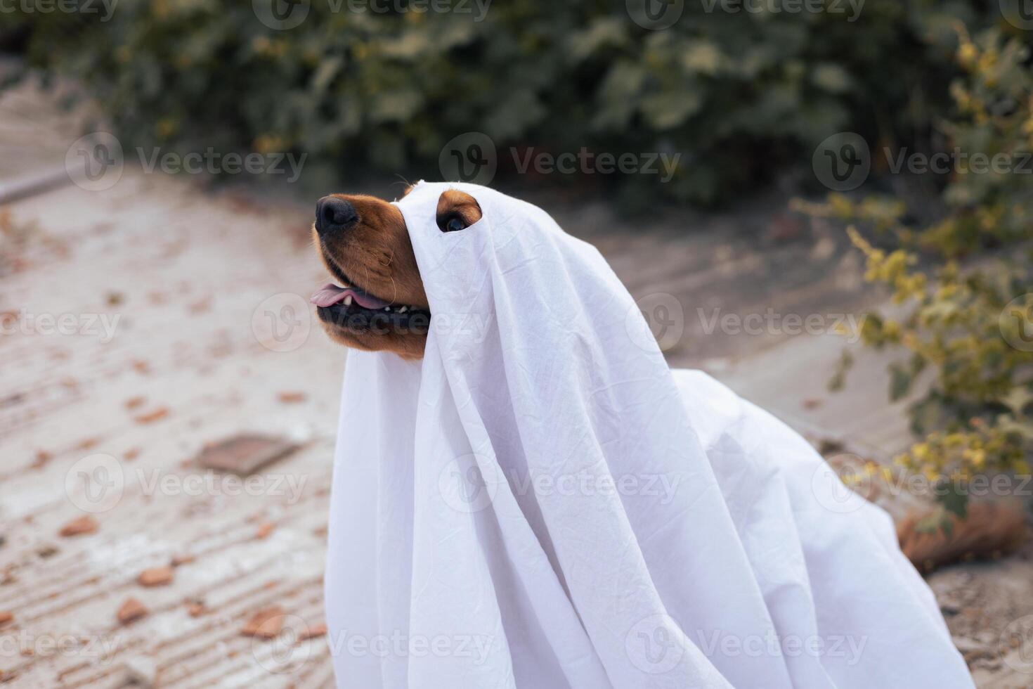 A dog dressed as a ghost with pumpkins during a cheerful autumn celebration photo