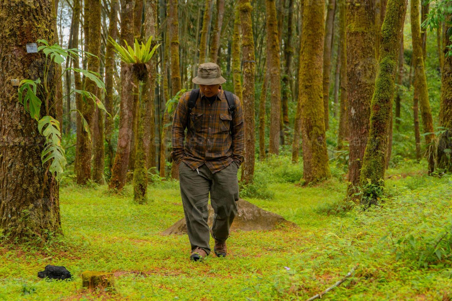 A male adventurer was walking leisurely among the lush pine trees. An Asian man wearing a flannel shirt and bucket hat carrying a backpack is trekking enjoying the tranquility of the pine forest photo