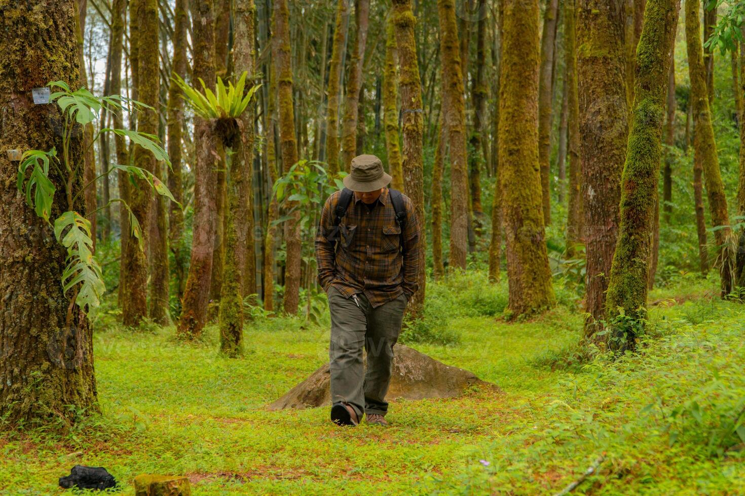 A male adventurer was walking leisurely among the lush pine trees. An Asian man wearing a flannel shirt and bucket hat carrying a backpack is trekking enjoying the tranquility of the pine forest photo