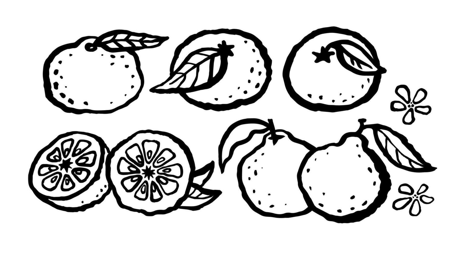 Citrus yuzu fruit hand drawn black ink line set. Bold rough line doodle illustration. Organic citrus fruit from Asia isolated on white background traditional style coloring. vector