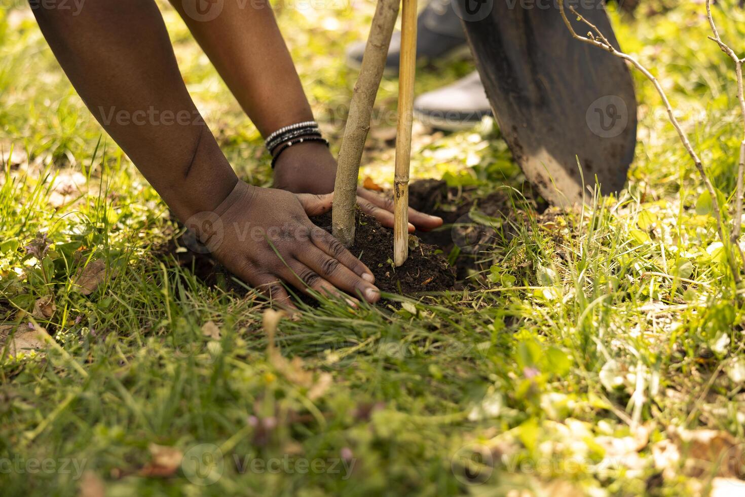 Environmentalists team planting a tree in the forest area, digging holes to cultivate life and increase vegetation. Activists fighting for ecological justice, environmental conservation project. photo
