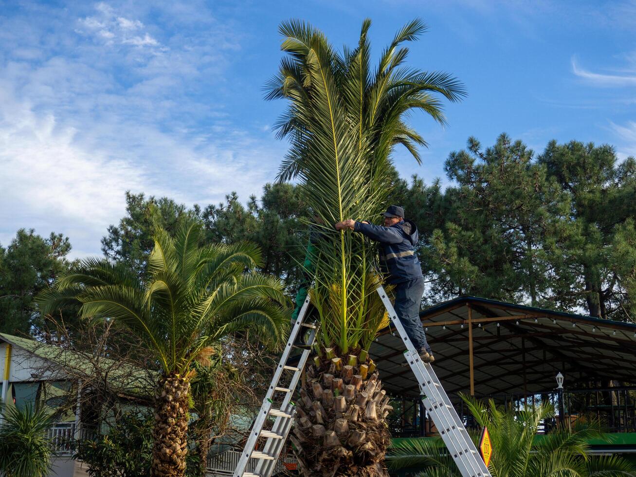 Landscaping workers tie palm leaves with rope. Palm tree leaves trimmed by gardeners at the resort. December at sea. Enclosing the seaside embankment. photo