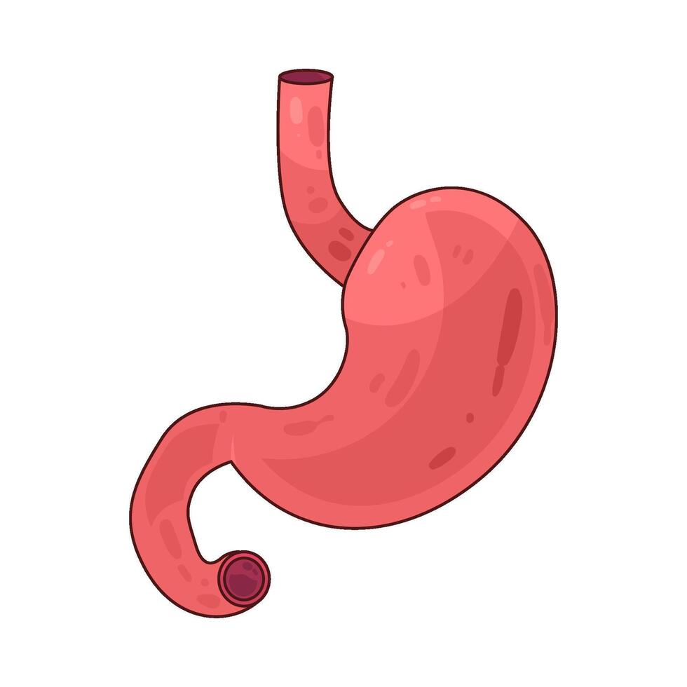 Illustration of human stomach vector