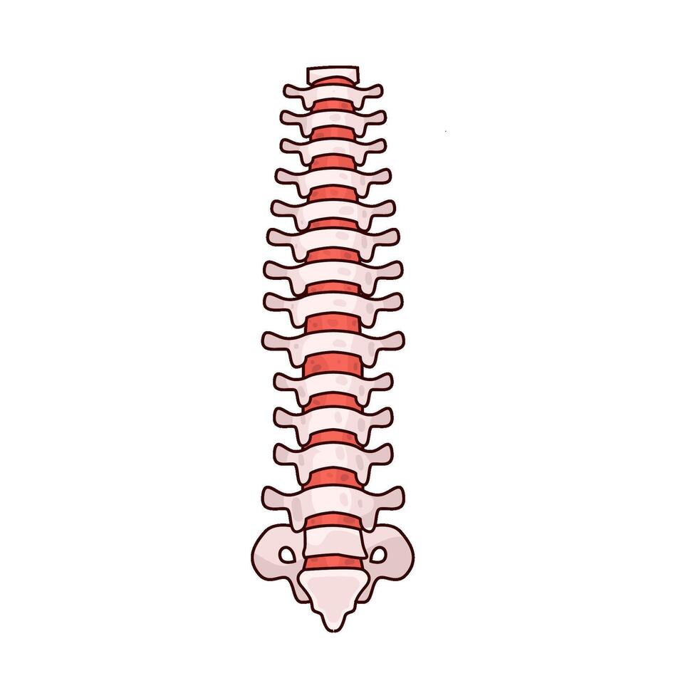 Illustration of human spine vector