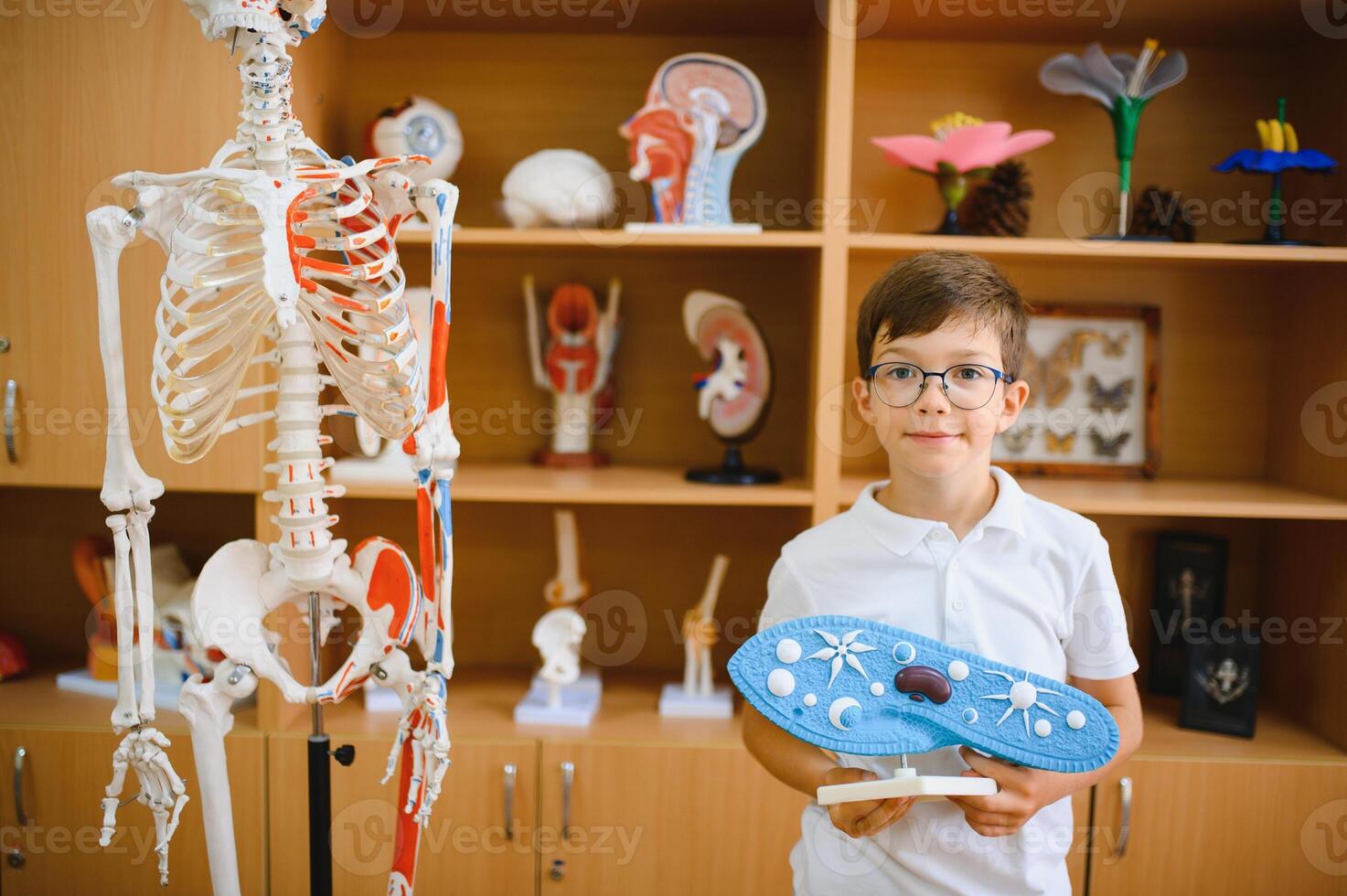 A boy is a student at school in biology class. photo