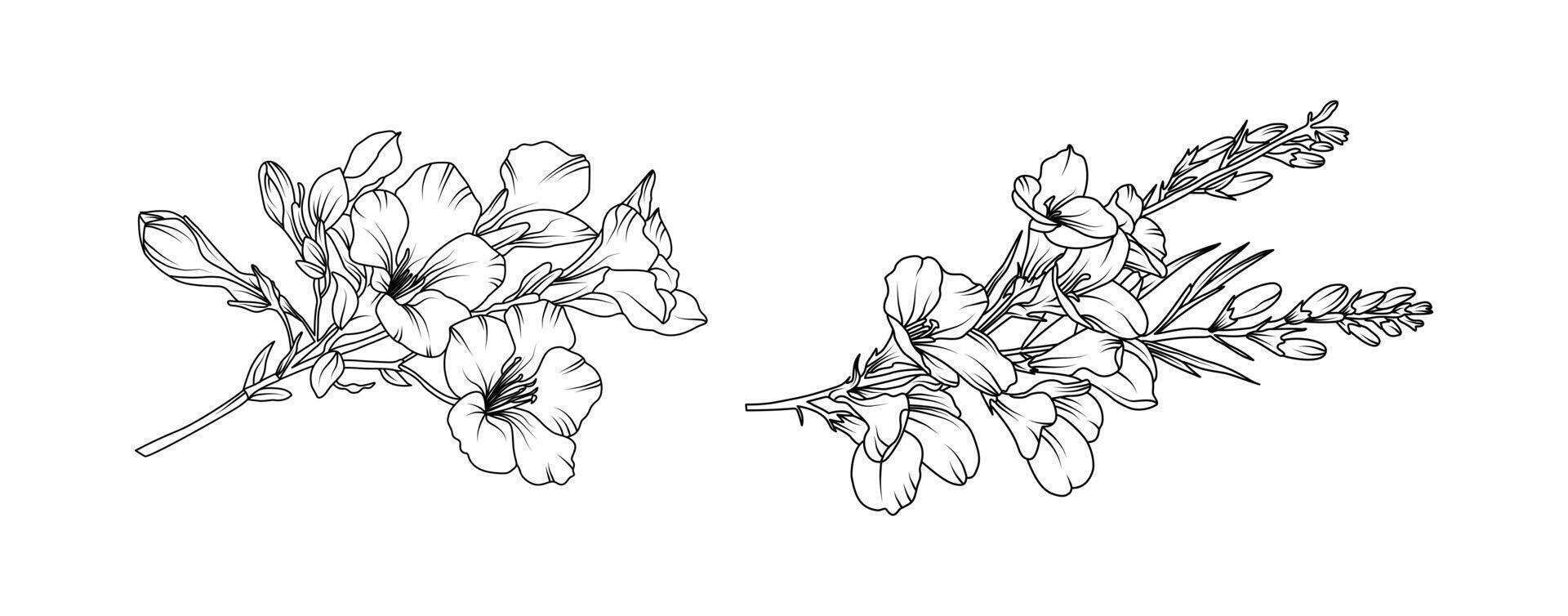 Freesia flower arrangement line art on white background. Silhouette freesia botanical hand drawn element for wedding, invitation frame design, illustration vector