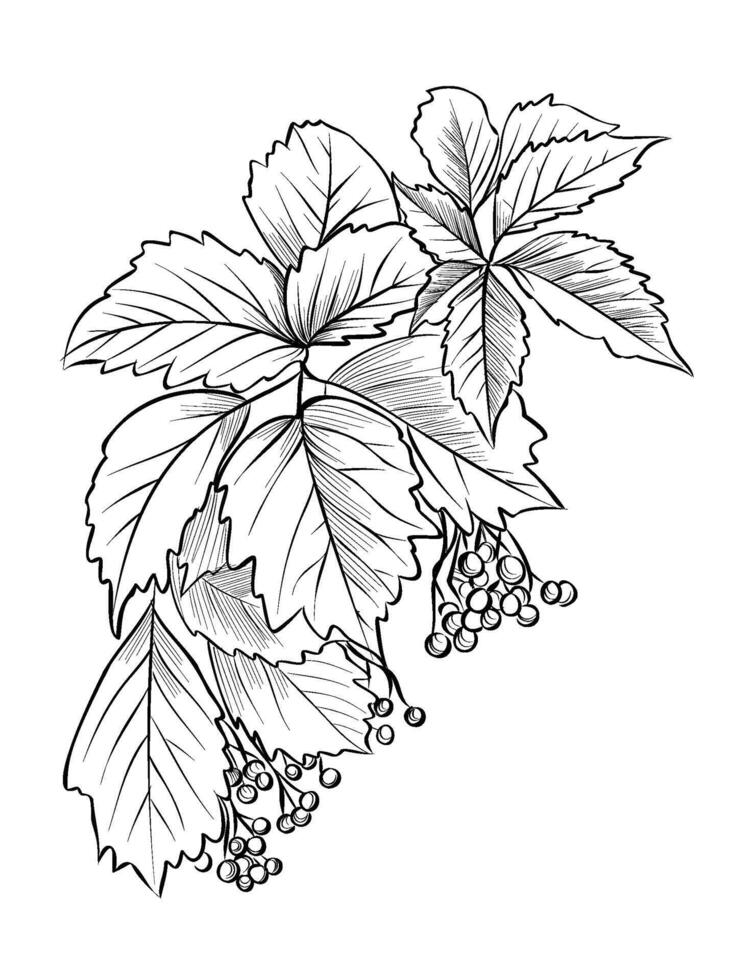 Hand-drawn branches with Virginia creeper berries vector