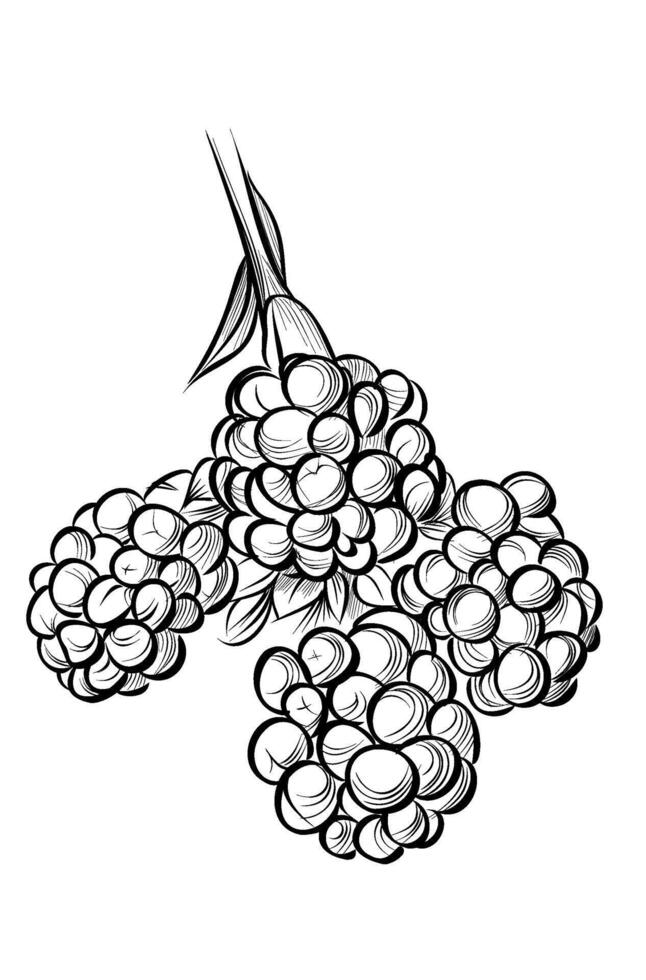 black and white hand-drawn drawing of blackberry berries vector