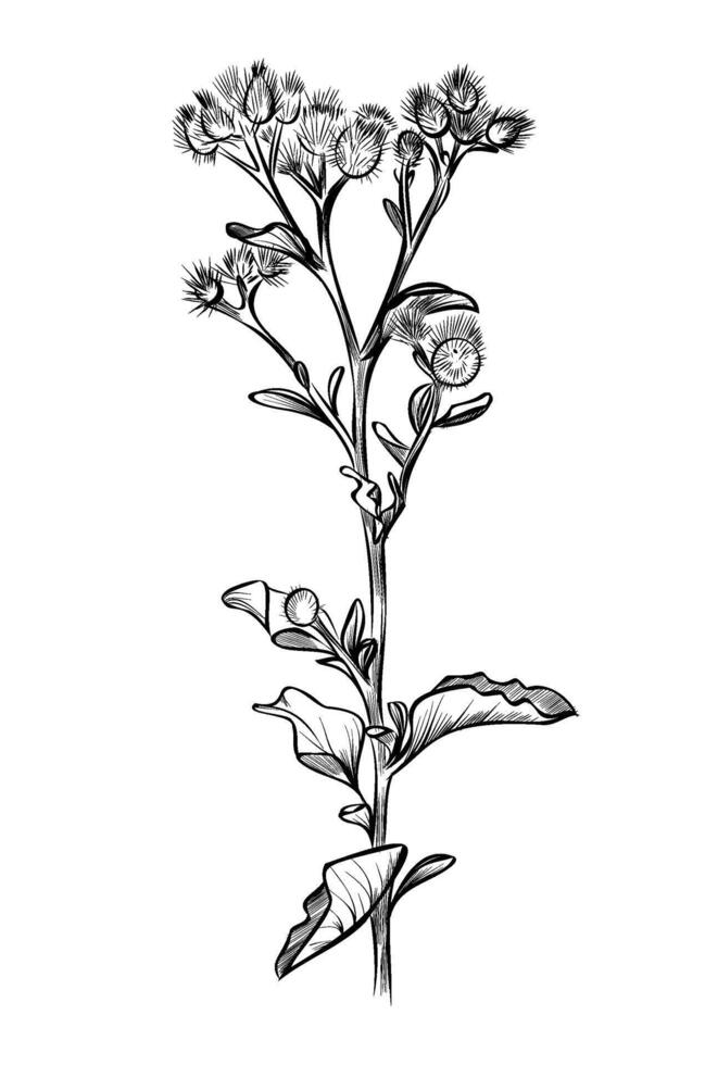 black and white hand drawing of a flowering plant Arctium lappa vector