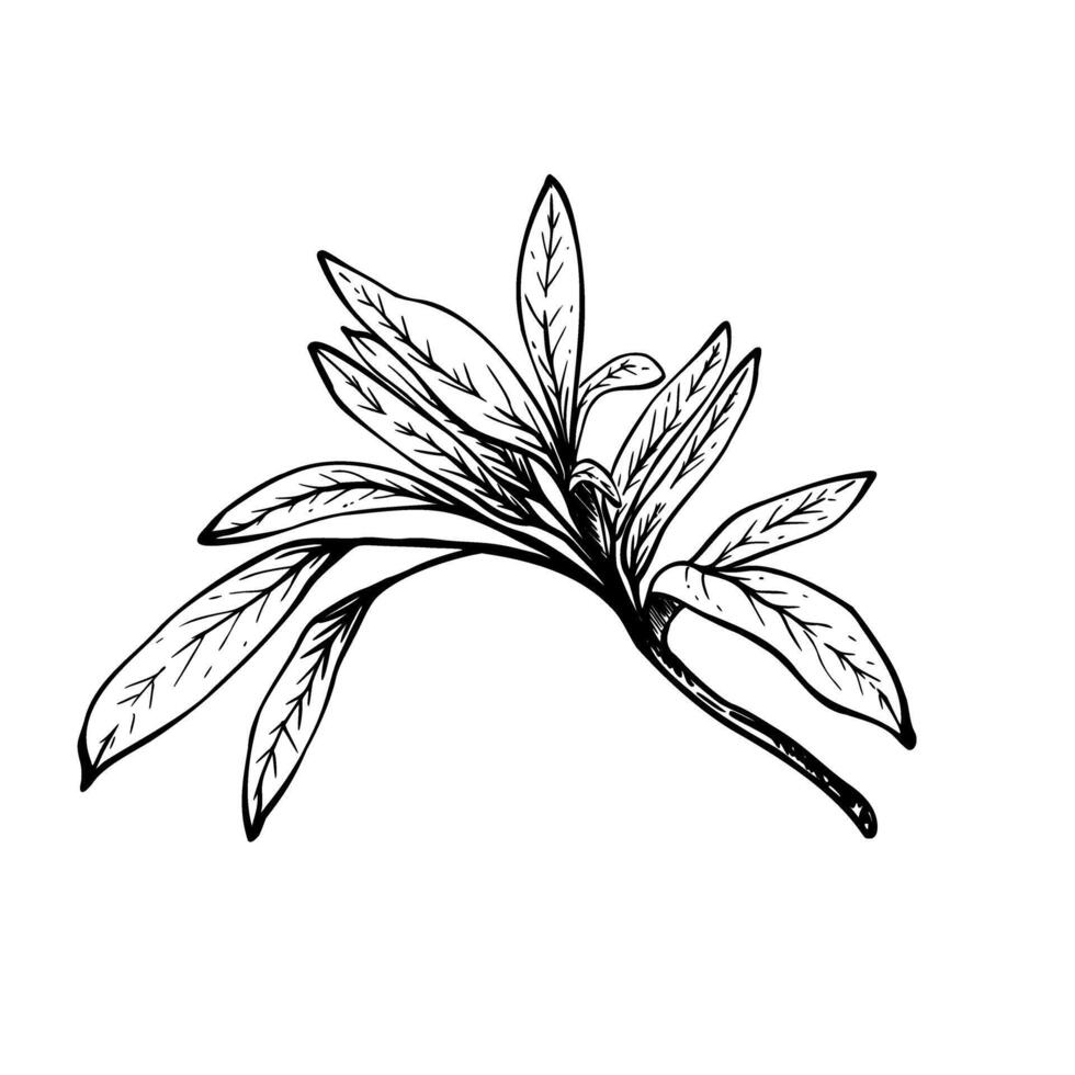 Olive tree branch, no fruit with leaves. Black and white graphic hand drawn illustration. Botanical clipart for greeting card, food, cosmetic product label. Isolated line art from background vector