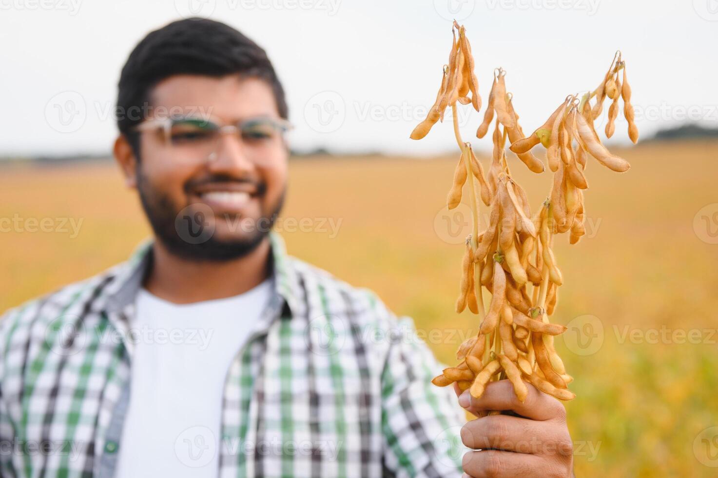 The concept of agriculture. An Indian farmer or agronomist inspects the soybean crop in a field photo