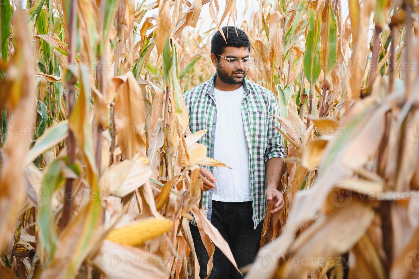 young indian farmer at corn field. The concept of agribusiness photo