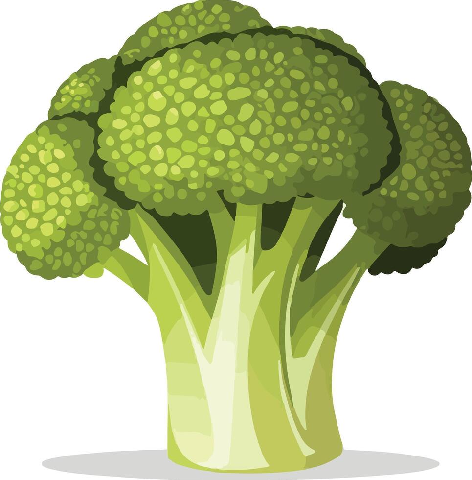Fresh broccoli head illustration green vegetable for cooking purpose vector