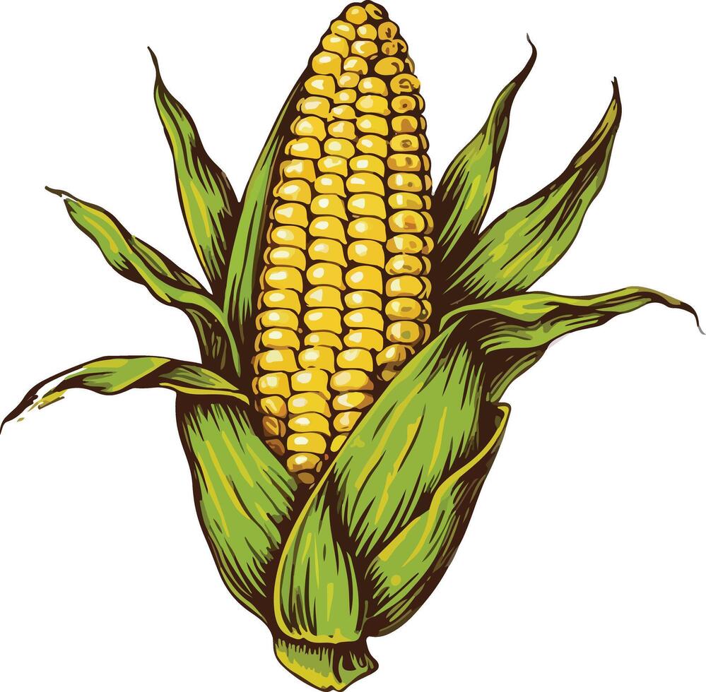 Illustration of a Corn Cob with Green Husks on Grey Background vector
