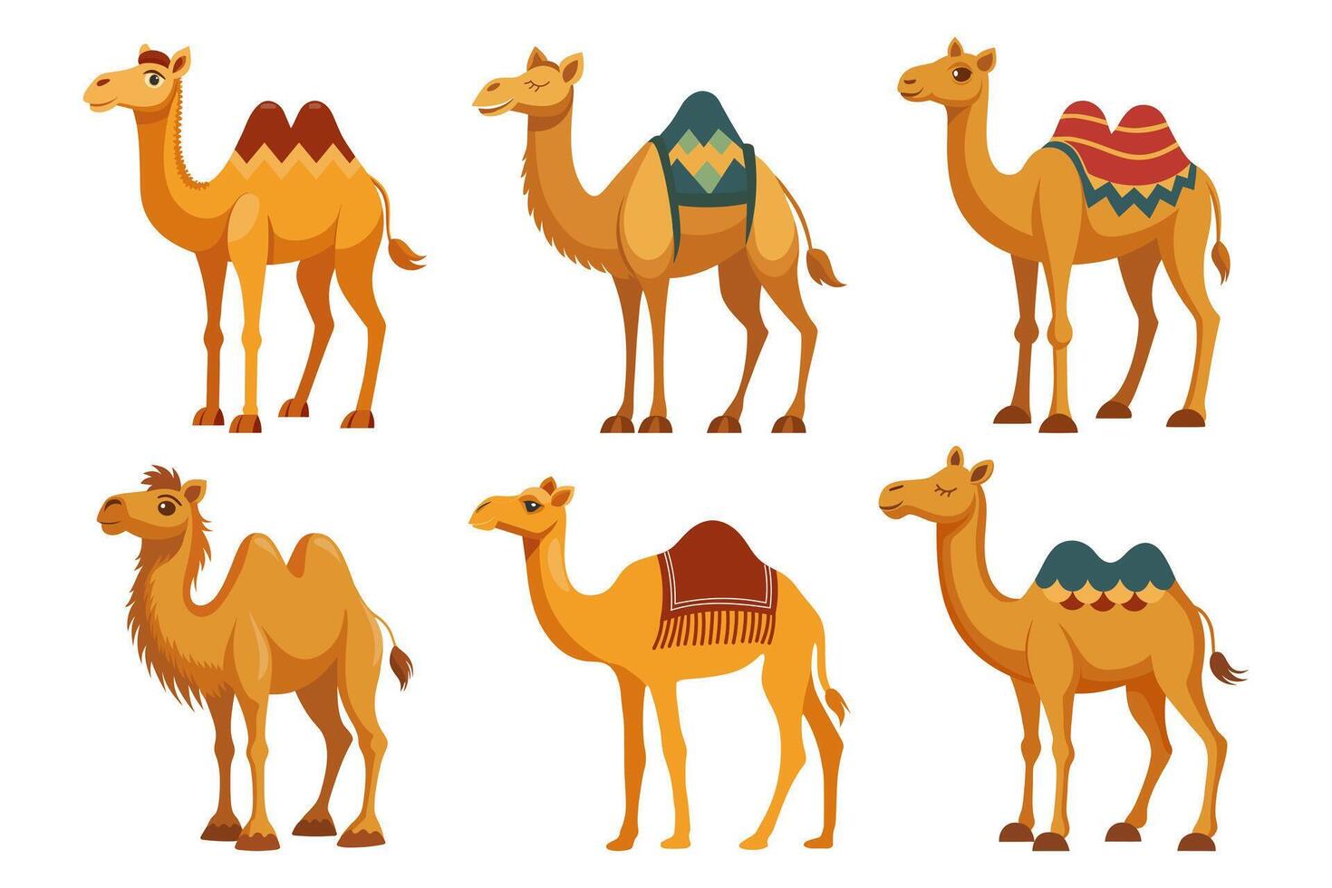Set of one-humped and two-humped camels on white background. Desert animals collection. Flat style illustration. vector