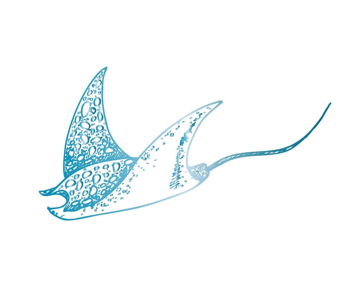 stingray. Hand painted line reef. Graphic tropical clip art isolated on background. Underwater illustration. For designers, invitations, decoration, postcards, wrapping paper, scrapbooking vector