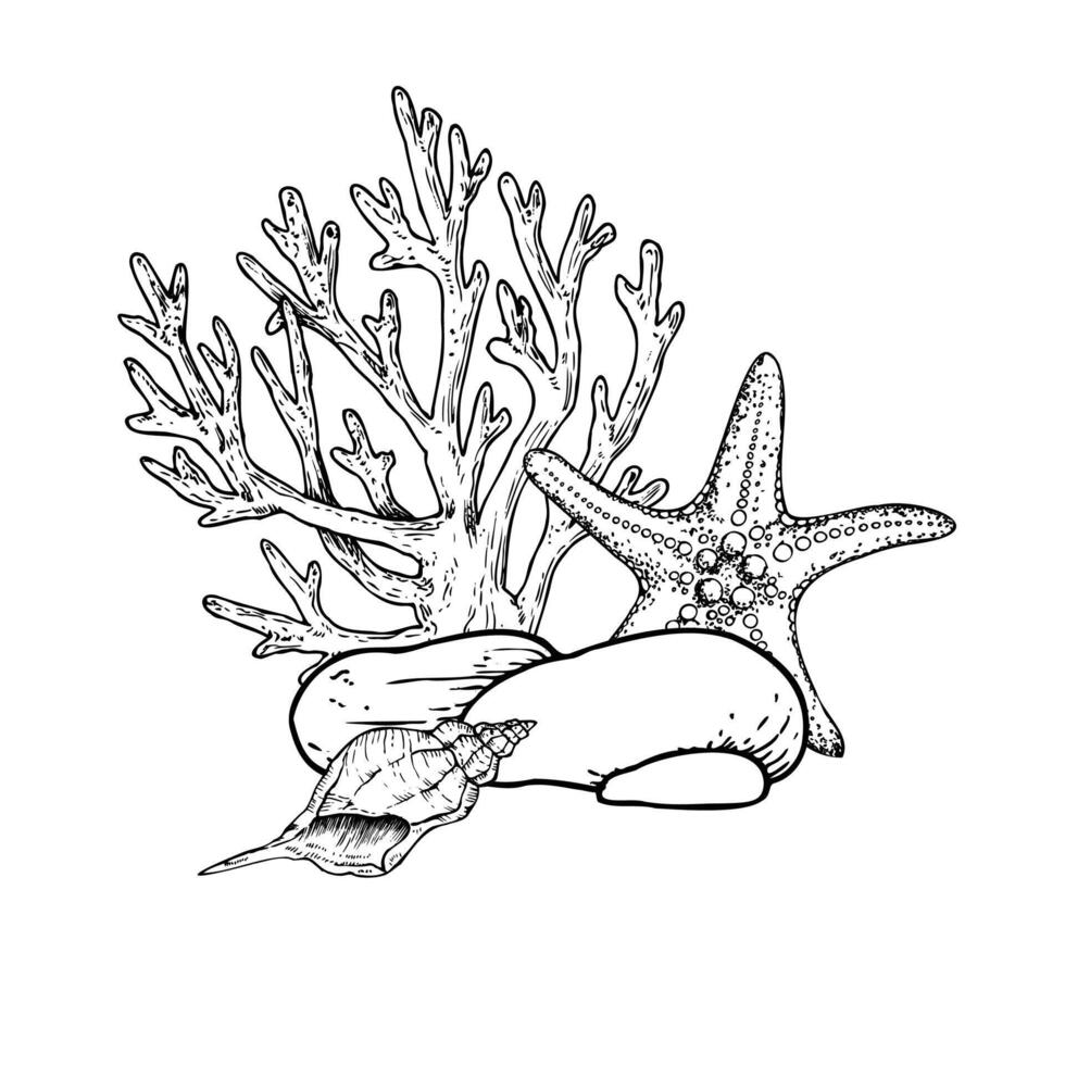 seabed. Shell, pebbles stones, starfish, coral. Hand painted line seaweed, laminaria. Graphic rock clip art isolated on background. Underwater illustration. For designers, invitations vector