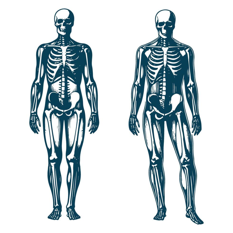 Human skeleton and skeleton vector