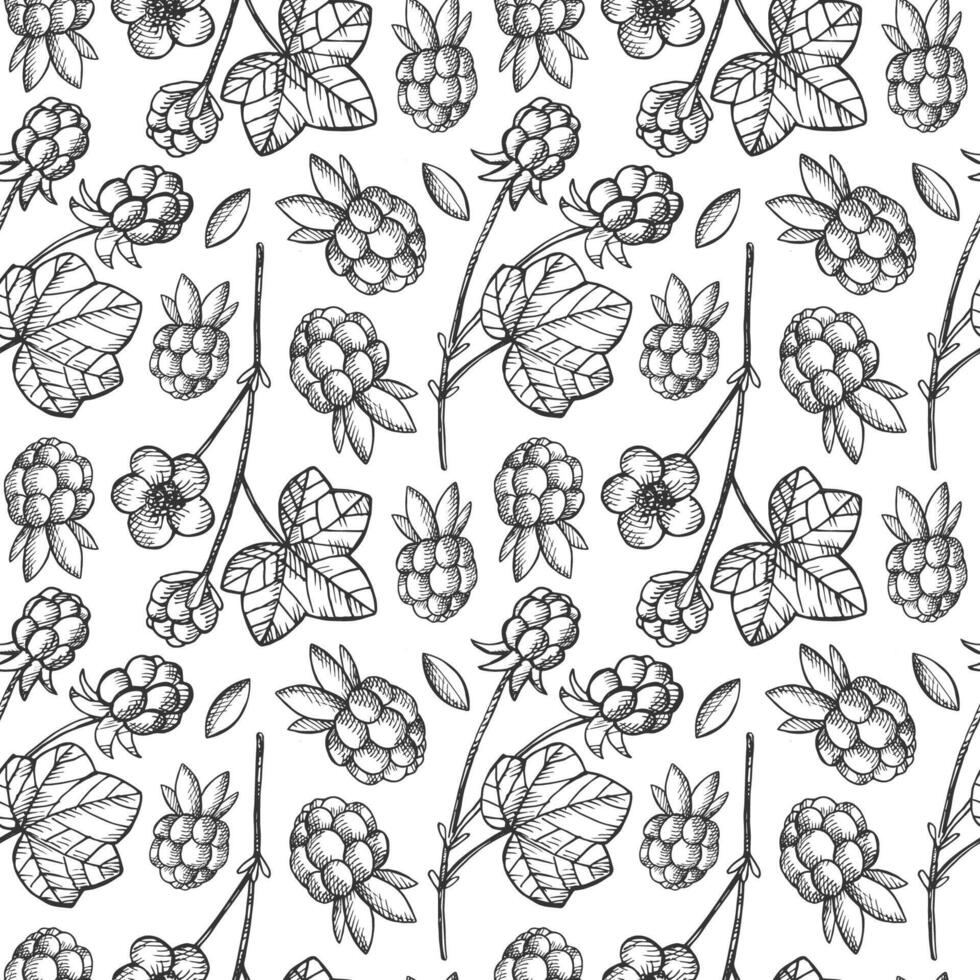Seamless pattern with Cloudberry, Raspberry fruit plants. Hand drawn vintage repeating background with berries for design, wrapping, sign, print, paper, card, textile. Healthy food, medicine vector