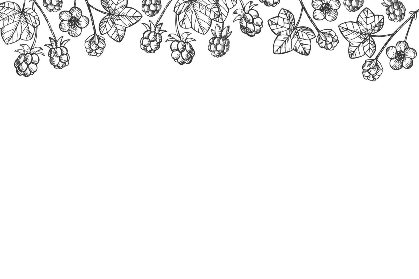 Banner with engraved Cloudberry fruit plant. Hand drawn card with Rubus chamaemorus berry for text. Botanical border for design, logo, sign, print, paper, card, template. Healthy food, medicine vector
