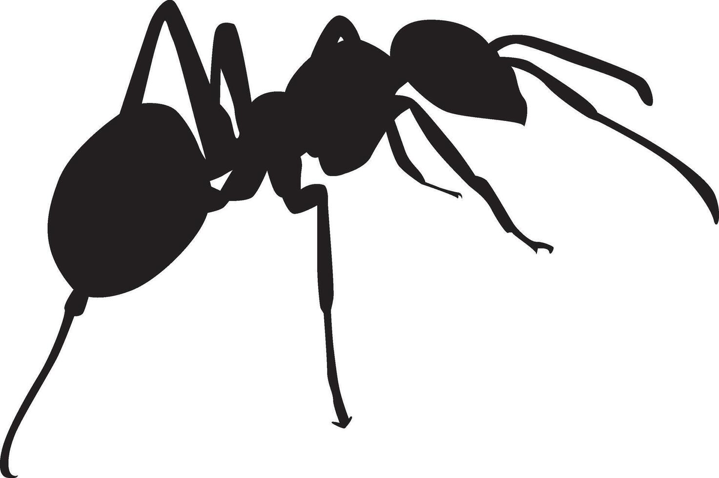 Ant Insect icon illustration. Ant silhouette on white background vector