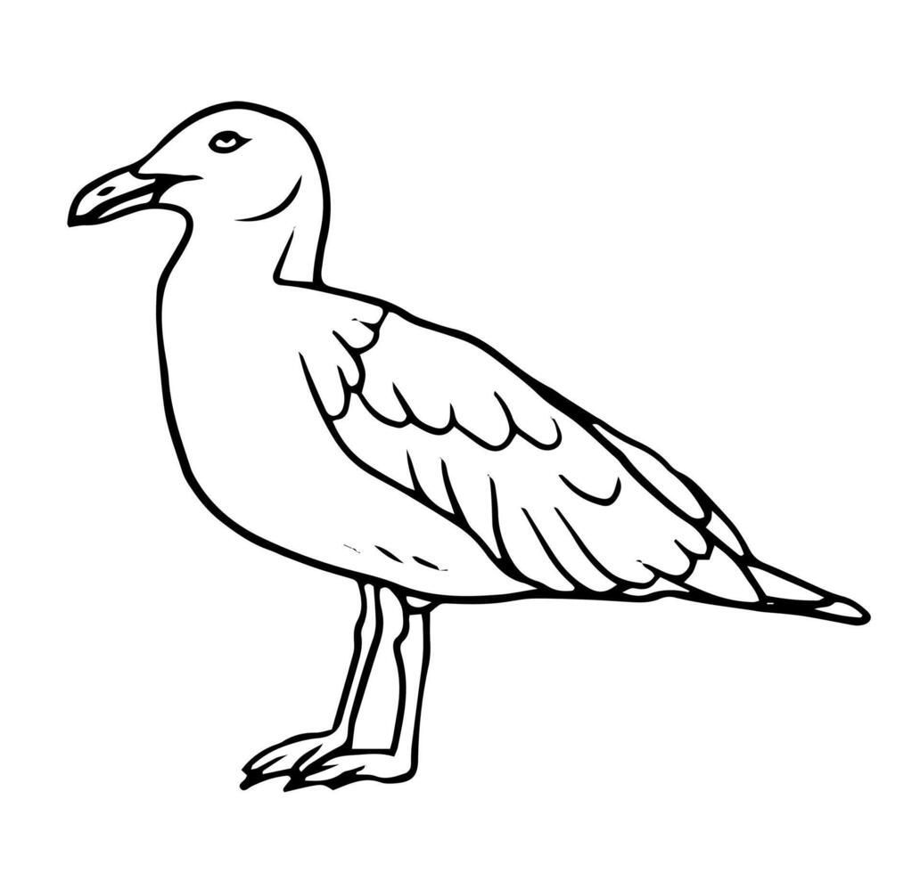 seagulls hand drawn illustration realistic sketch, seabird, sketch illustration for Sea, ocean, beach, sail poster, banner, card. vector