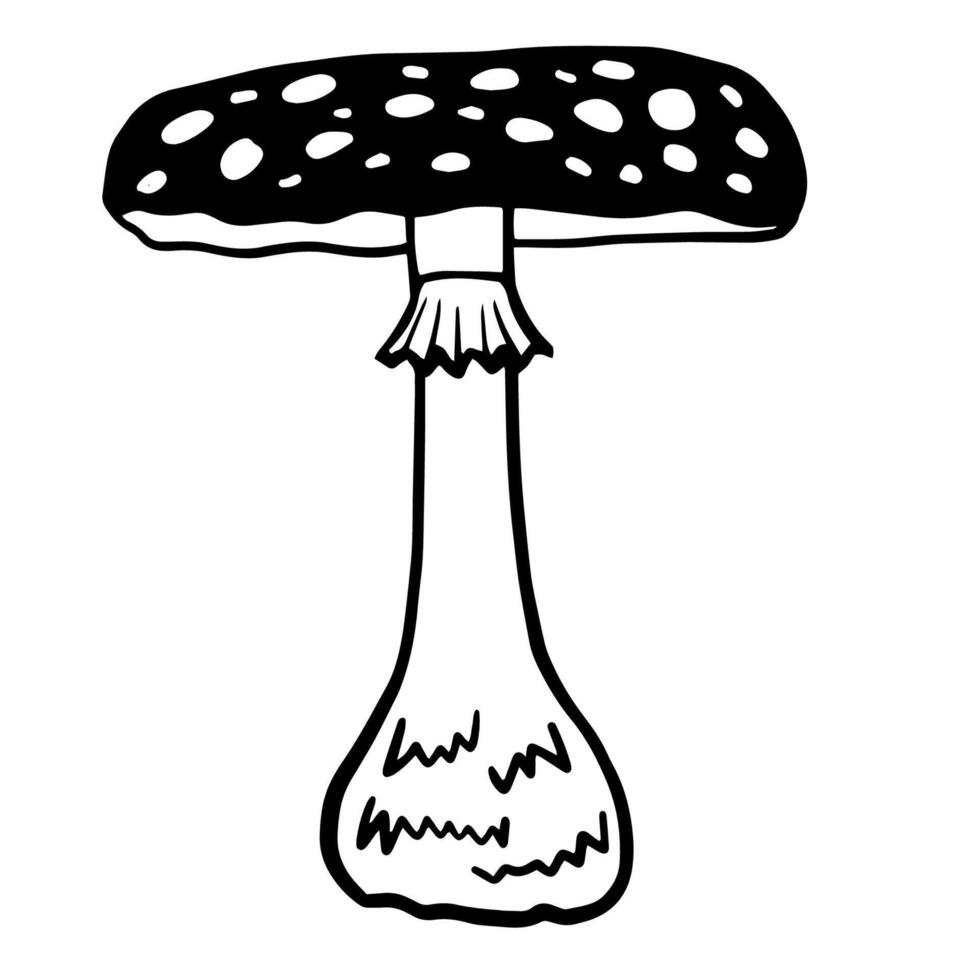 Fly agaric illustration. black and white line drawing of mushroom with a broad, domed cap adorned with white spots for poster, banner, recipe card, food package design vector