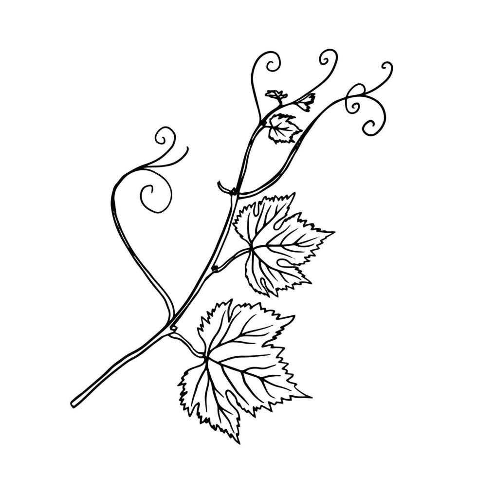 delicate black and white line drawing of a grapevine with curling tendrils and detailed leaves. Ideal for use in botanical illustrations, wine labels, posters, or decorative designs. vector