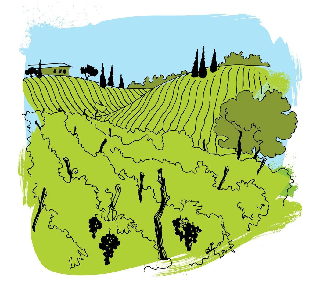 Illustration of vineyard landscape with rolling hills, grapevines, and cypress trees. outlined in black, creating for wine-themed design vector