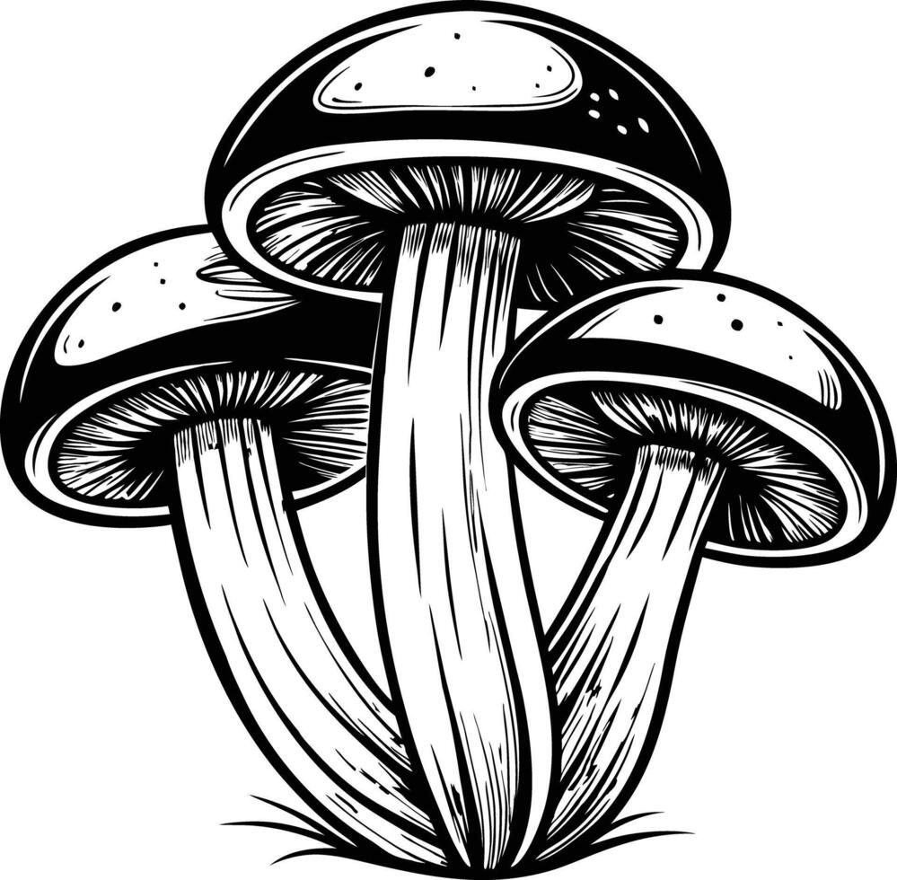 Button mushrooms silhouette. vector