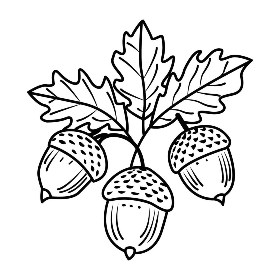 A drawing style icon of acorn branch vector