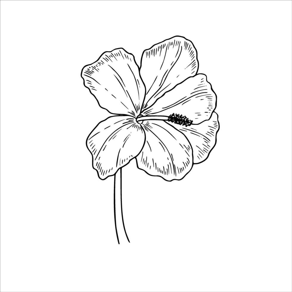 Single blooming hibiscus flower isolated illustration. Tropical wildflower in blossom monochrome line drawing. Floral element for greetings, invitation, save the date card, tattoo vector