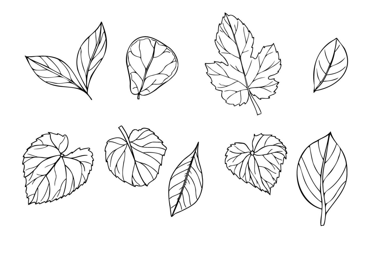 Set of tropical leaves isolated illustration painted by black inks. Dieffenbachia, Ficus, calathea, syngonium, ctenanta foliage realistic graphic sketch. Floral elements for design vector