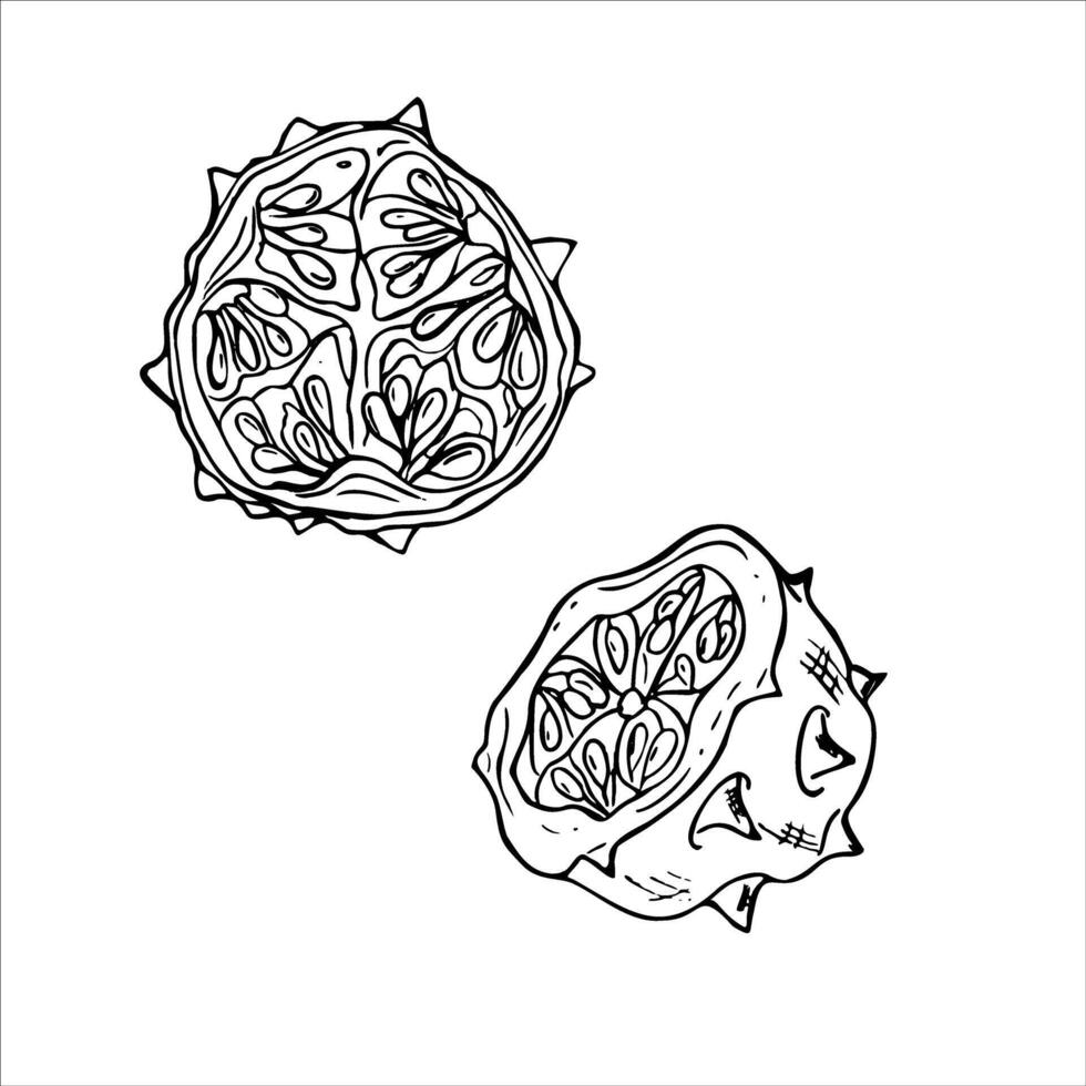 Two falling spiked kiwano fruit slices isolated illustration painted by black inks. Half of exotic tropical horned cucumber plant engraving drawing for menu or package design vector