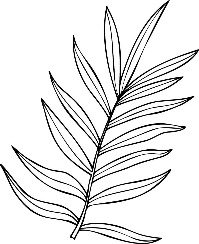 dypsis, areca palm or Cycas leaves isolated line art black ink sketch. Tropical monochrome tree leaf silhouette. Houseplant element for printing wall art, package, label vector