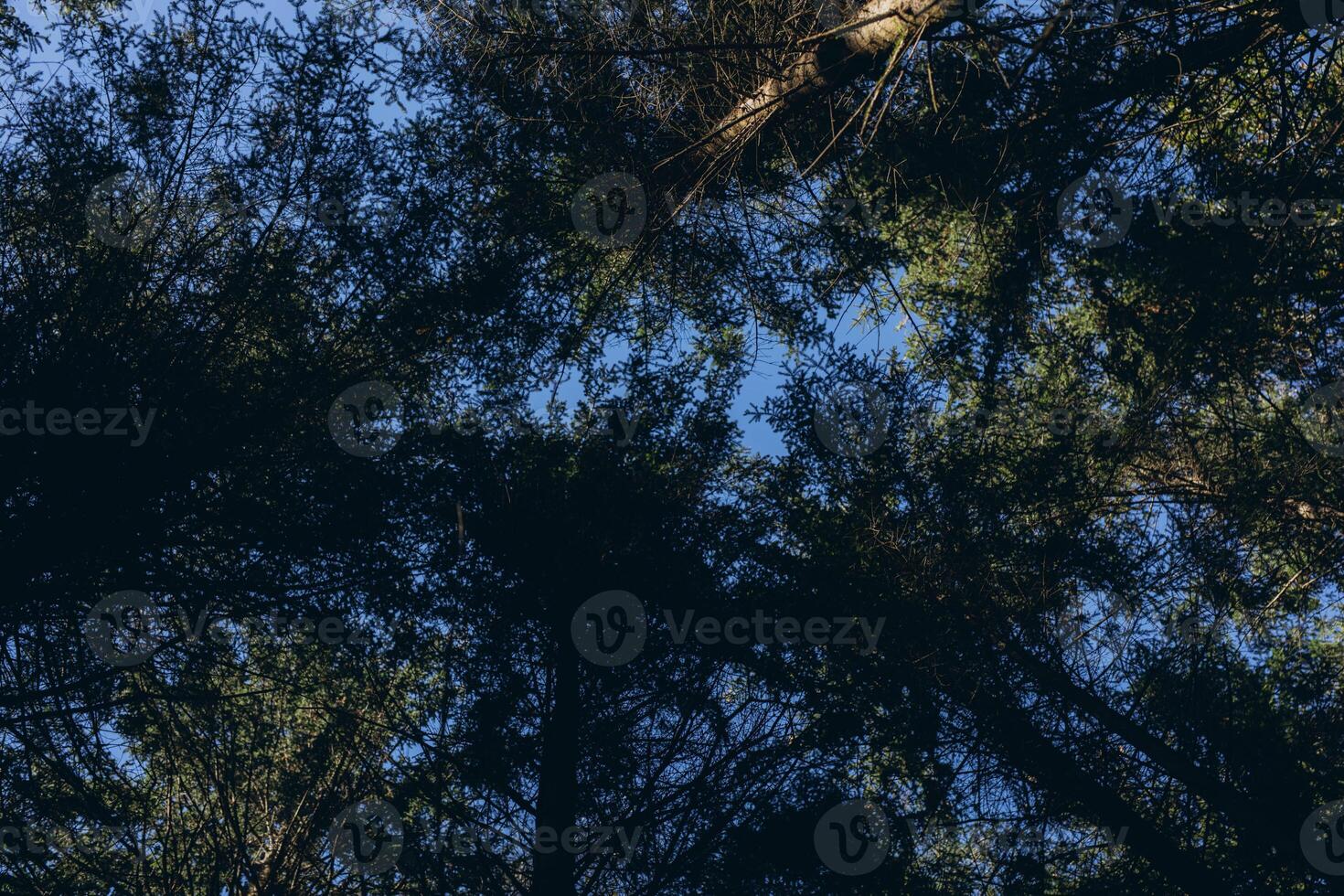 View from below, sky visible through tall trees in the forest photo