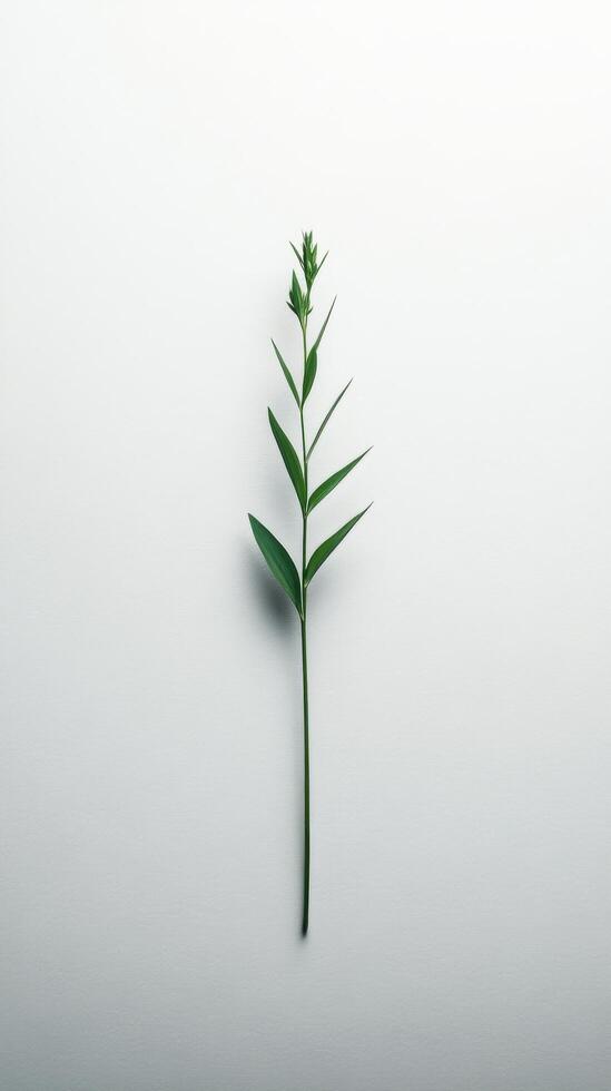 Single green plant stem with leaves placed against a plain white background in natural light photo