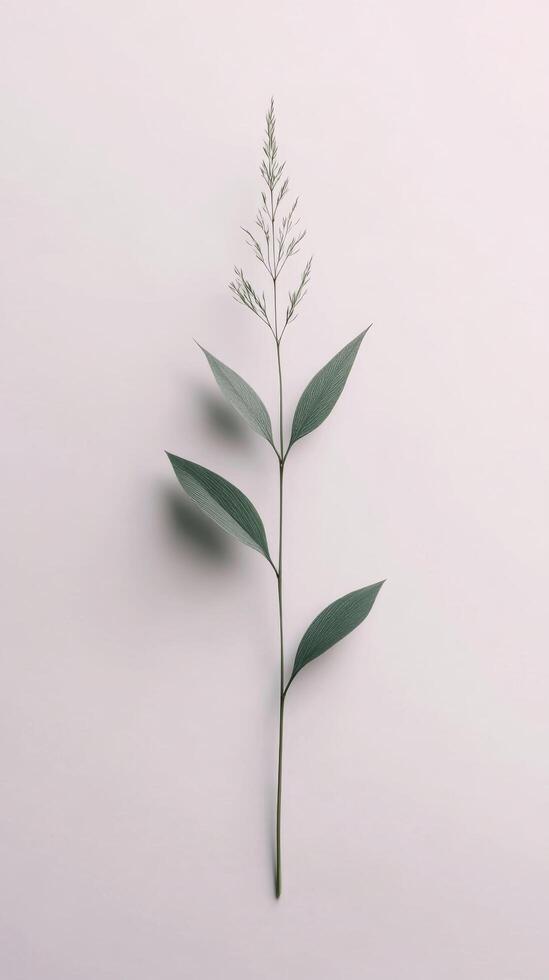 Single green plant stem with leaves placed against a plain white background in natural light photo