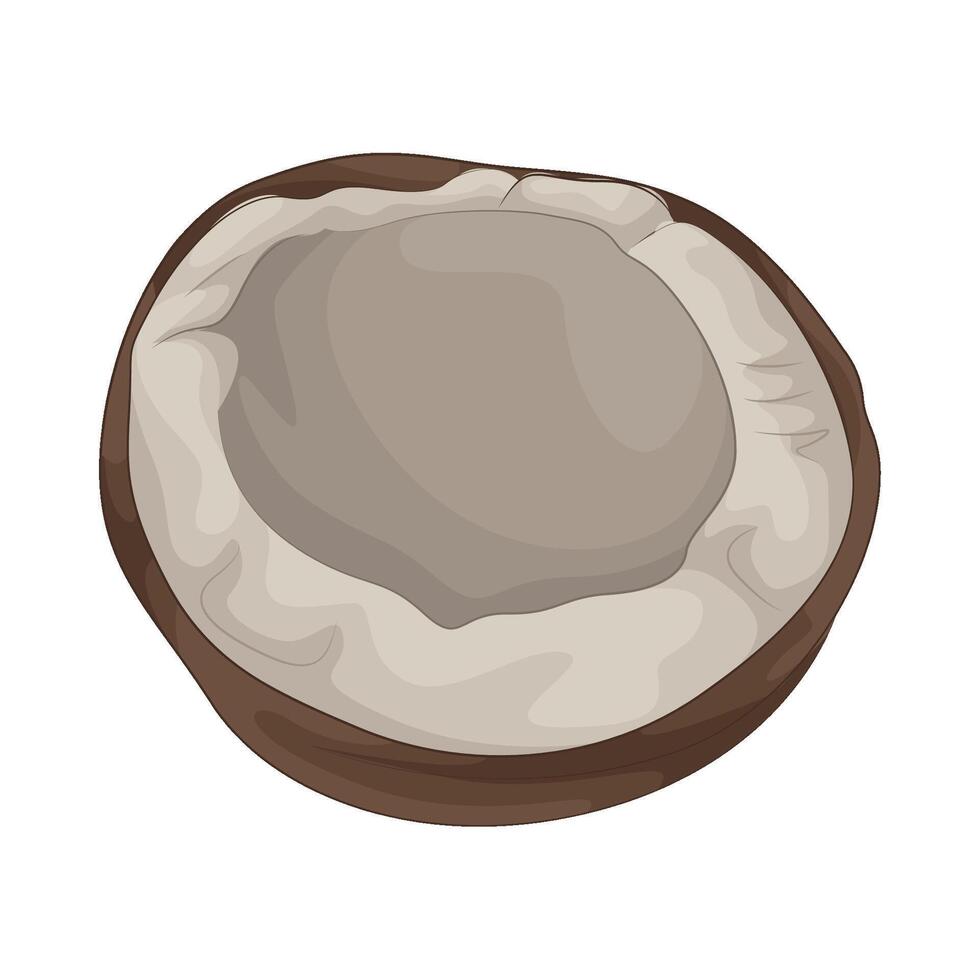 Illustration of half coconut vector