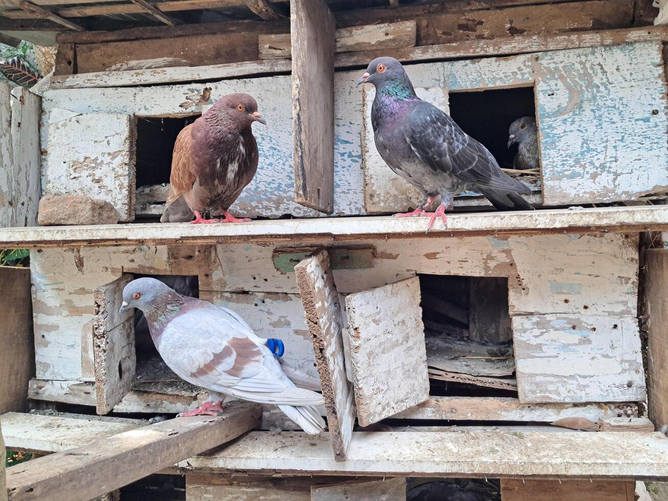 three dove stand in front oh their cage photo
