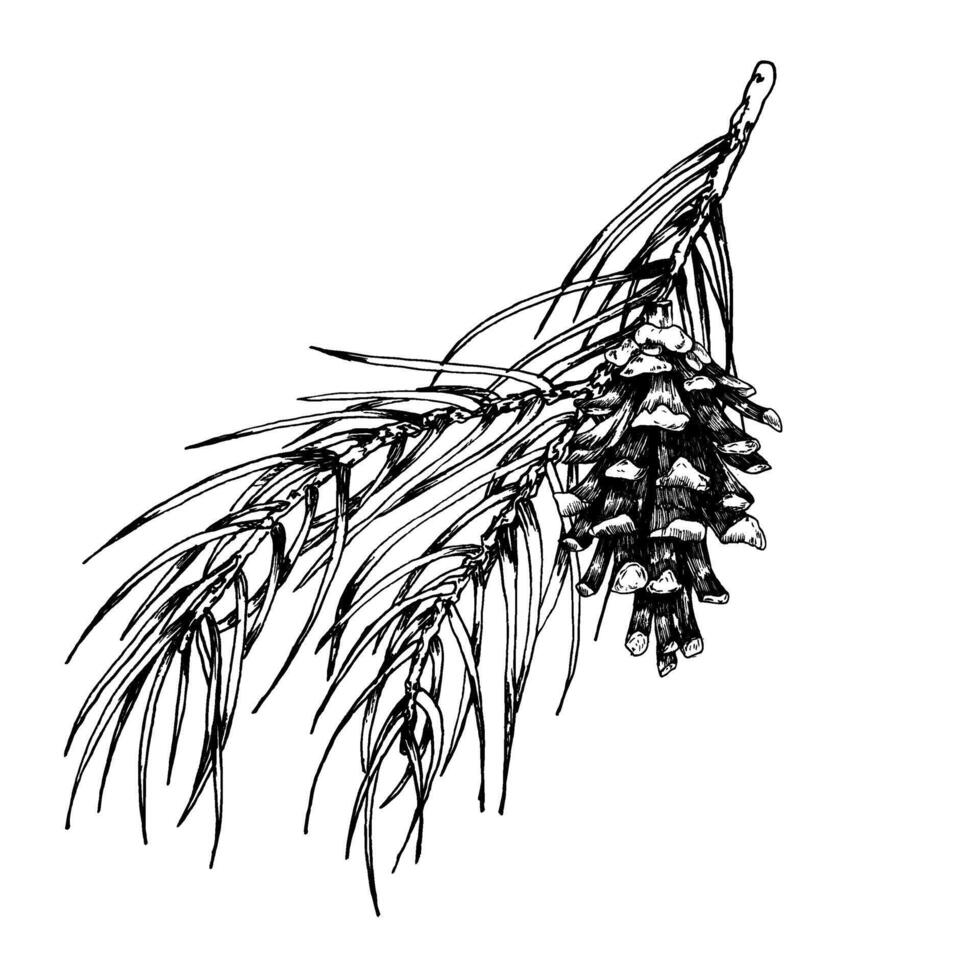 Pine branch with cone ink graphics illustration.Hand drawn floral composition with Christmas and new year traditional composition for interior poster, gift, card,packing design. Botanical book clipart vector