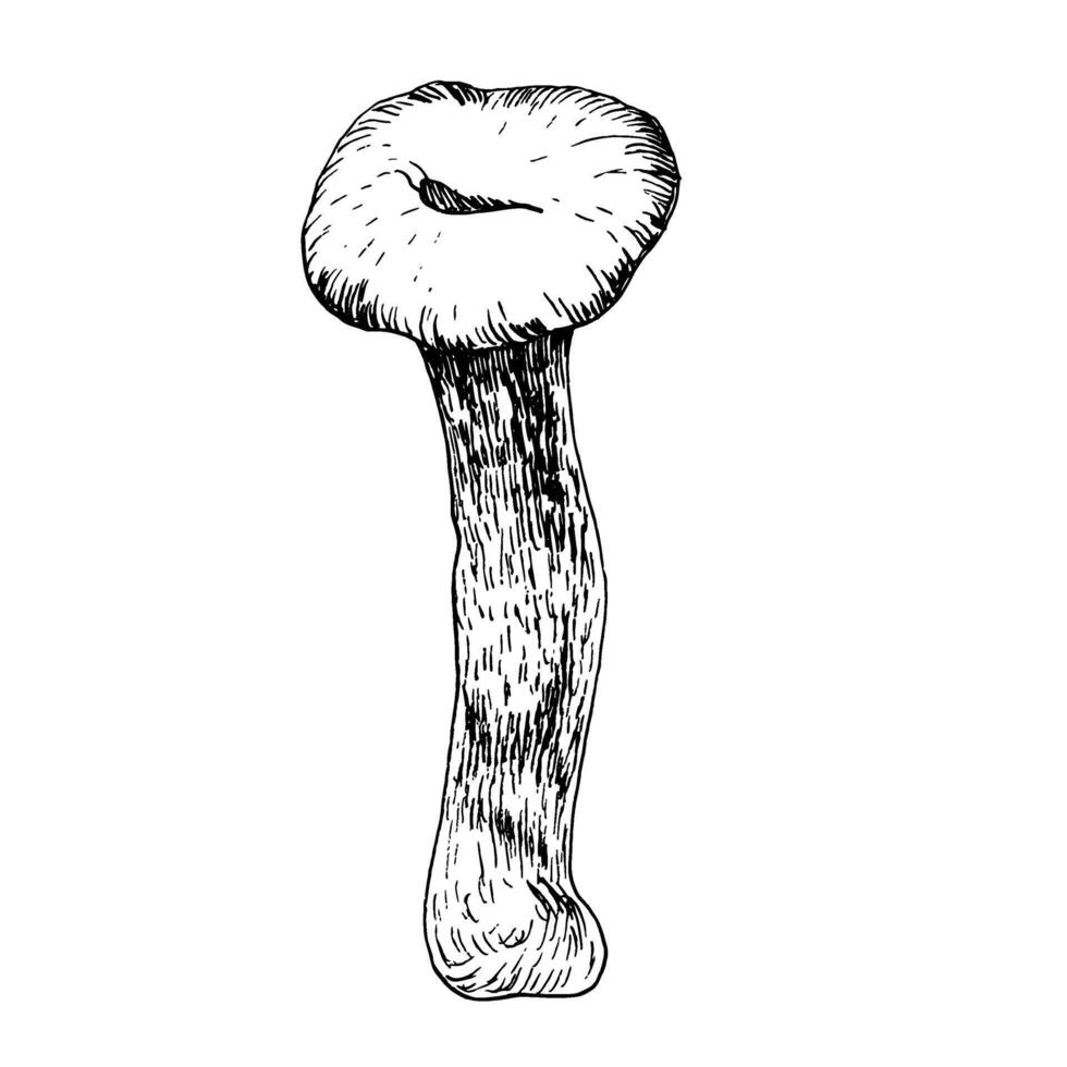 Forest edible fungus ink graphics doodle. Hand drawn wild food illustration, black and white line art of agaric mushroom isolated element for harvest festival, fall season, poster, kitchen,menu design vector