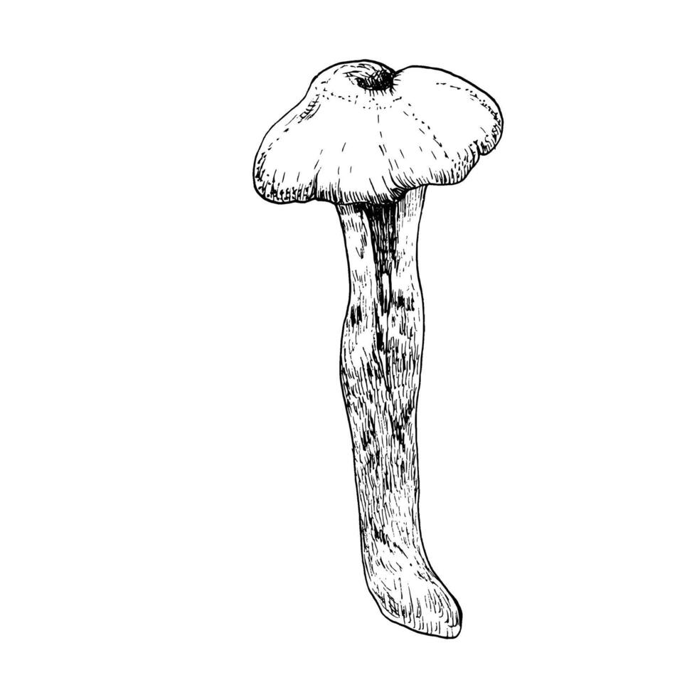 Agaric mushroom edible forest fungus ink graphics. Hand drawn boletus doodle, harvest autumn season food, eating element for textile. fabric, book and scrapbooking design vector